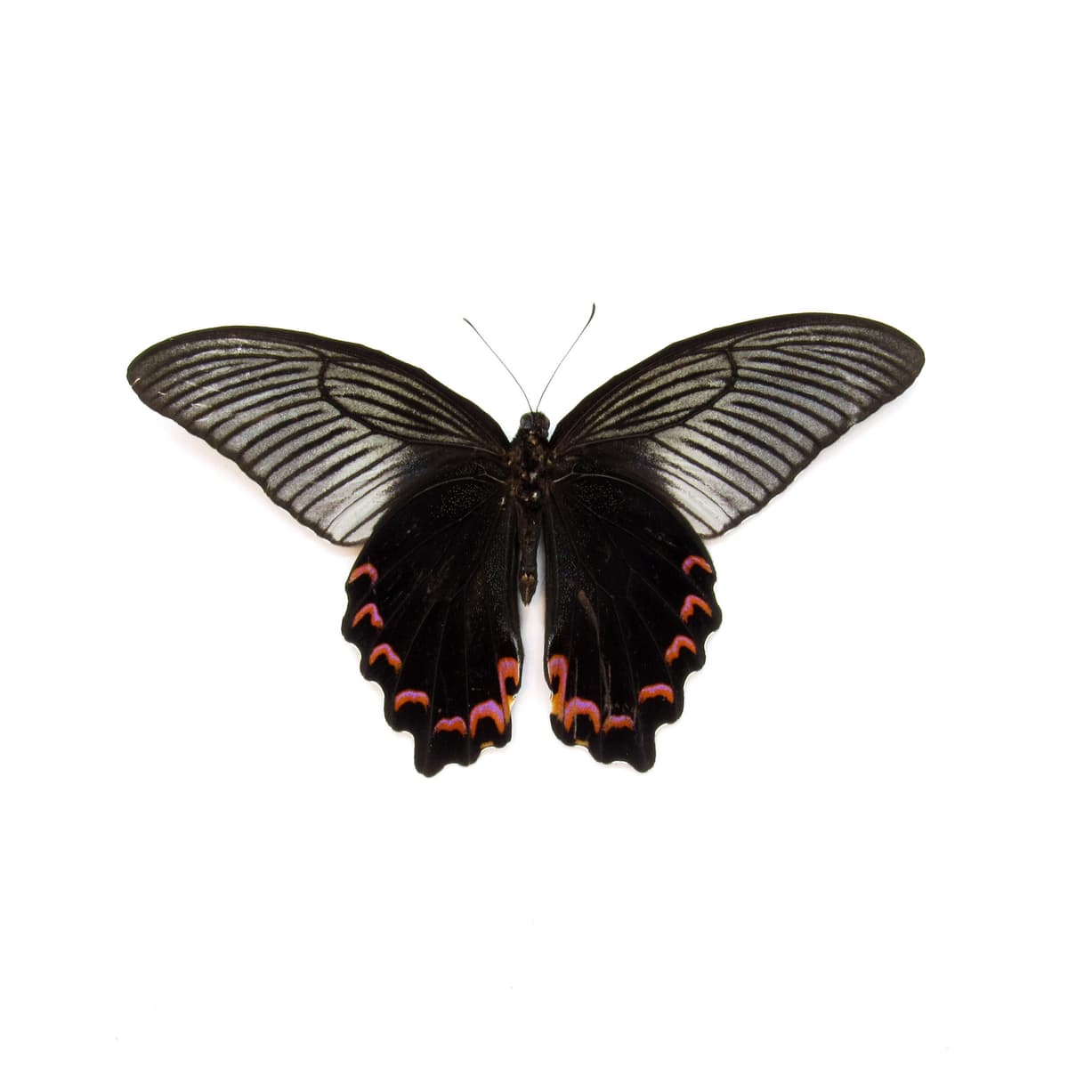 Real Giant Peacock Swallowtail butterfly framed taxidermy - Papilio dialis - Victorian mount