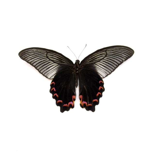 Real Giant Peacock Swallowtail butterfly framed taxidermy - Papilio dialis - Victorian mount