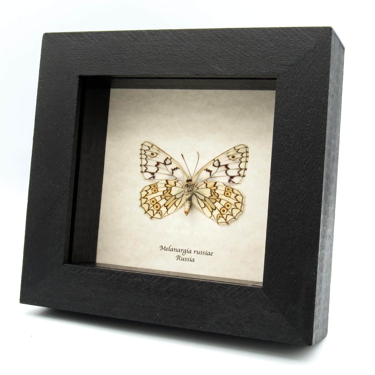 Real Marbled White butterfly framed taxidermy - Melanargia russiae