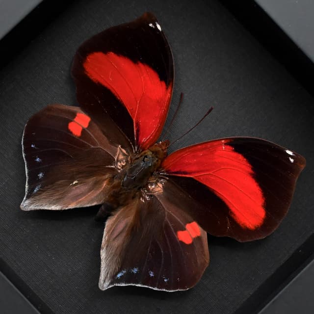 Rare Scarlet Leafwing butterfly framed taxidermy - Siderone galanthis - female