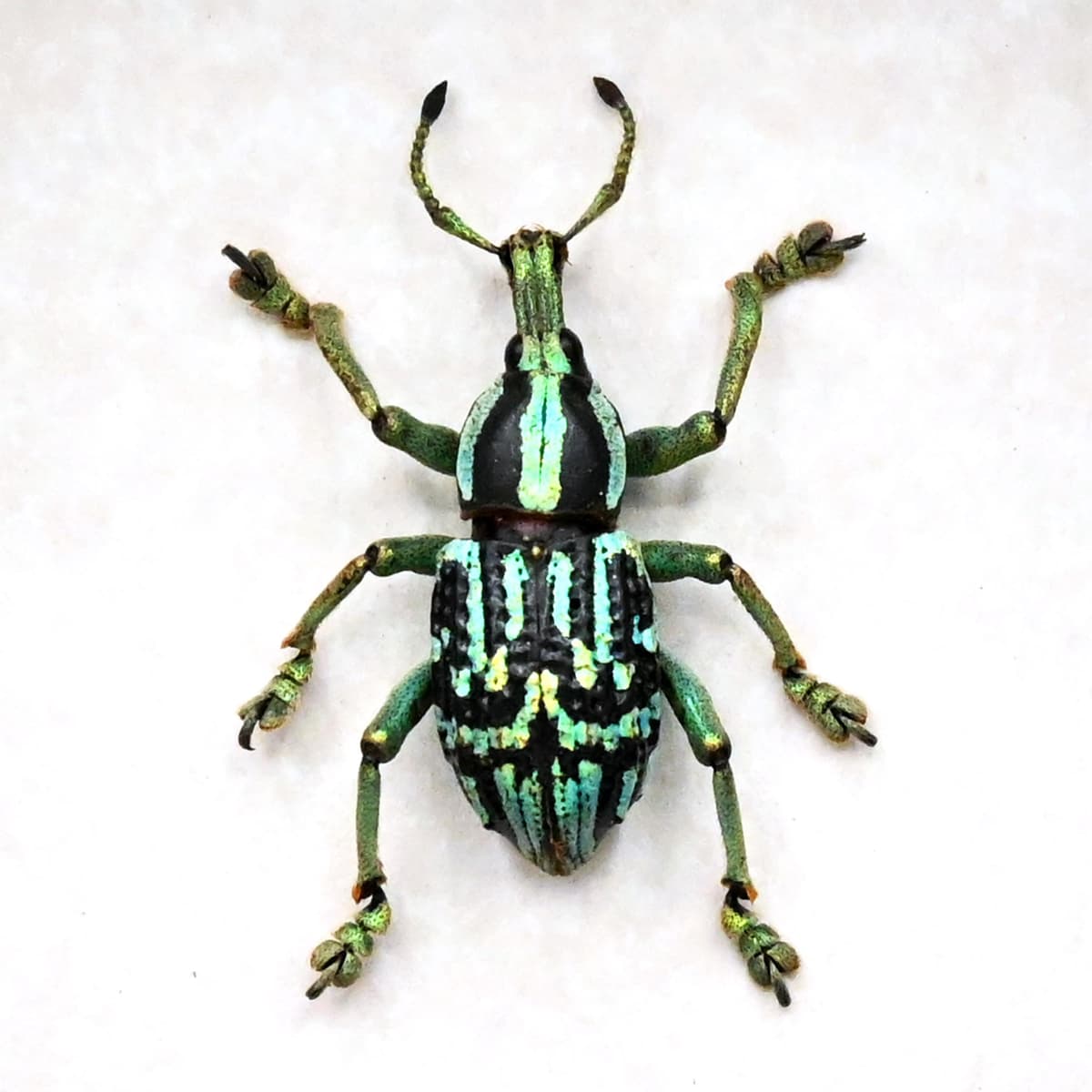 Rare glitter Weevil framed taxidermy - Eupholus browni