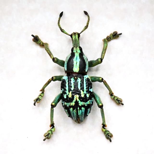Rare glitter Weevil framed taxidermy - Eupholus browni