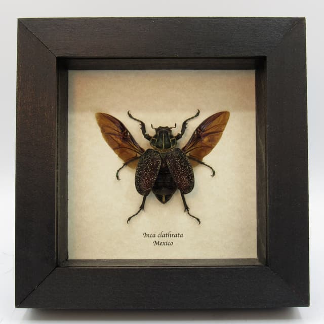 Large Mexican Scarab beetle framed taxidermy - Inca clathrata - female