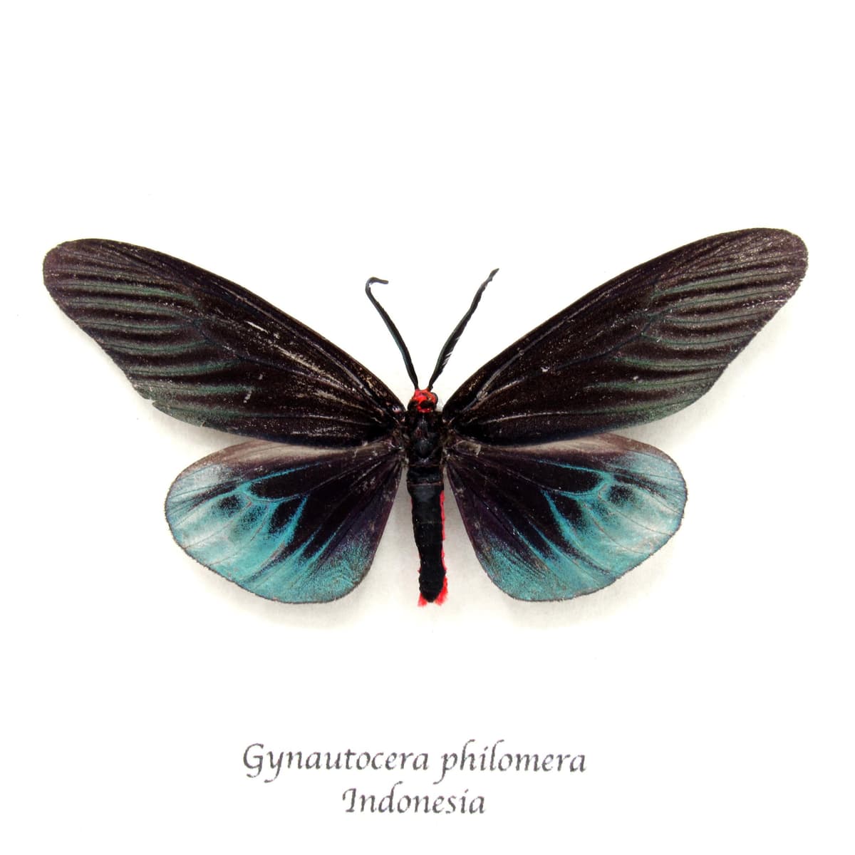 Rare black Day Flying moth framed taxidermy - Gynautocera philomena