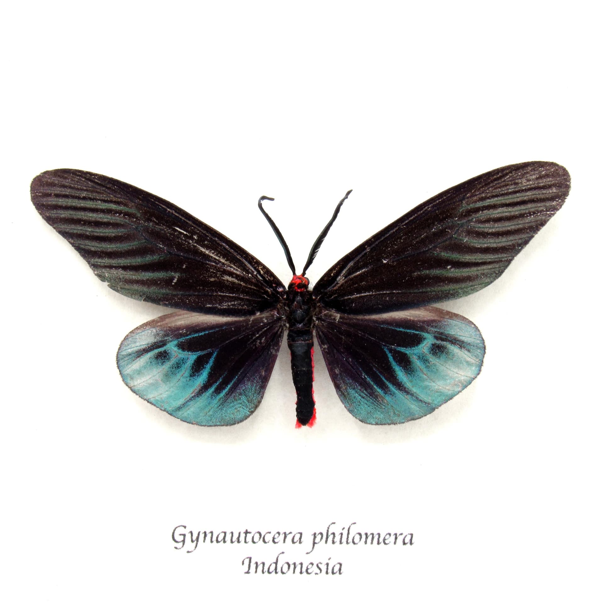 Rare black Day Flying moth framed taxidermy - Gynautocera philomena