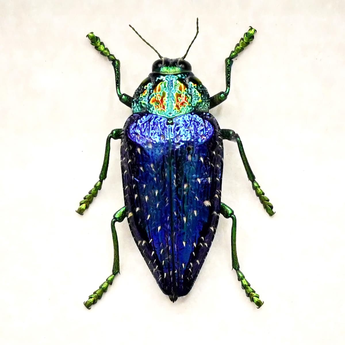 Real hairy metallic purple beetle framed taxidermy - Polybothris sumptuosa gema