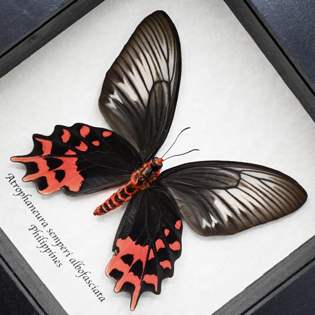 Real Vampire Swallowtail butterfly framed taxidermy - Atrophaneura semperi albofasciata - female
