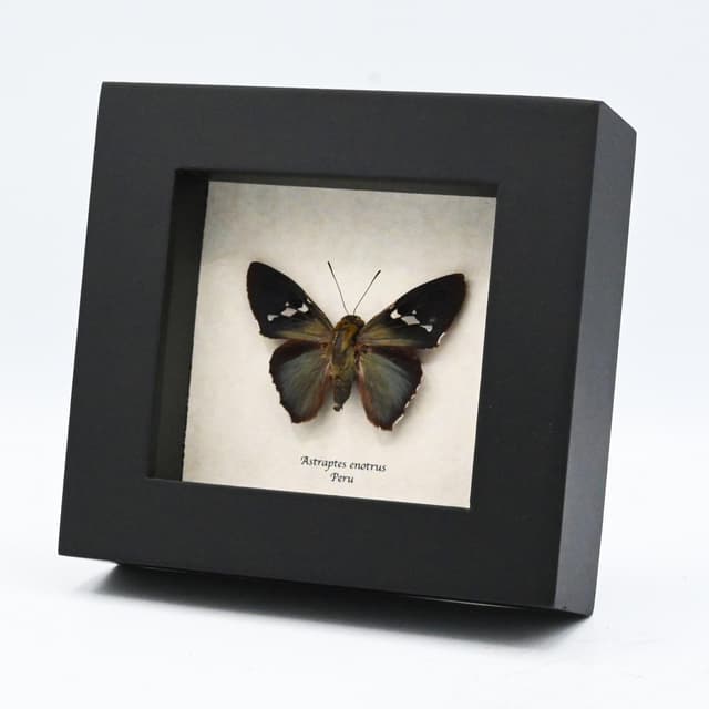 Real metallic White Spotted Flasher butterfly framed taxidermy - Astraptes enotrus