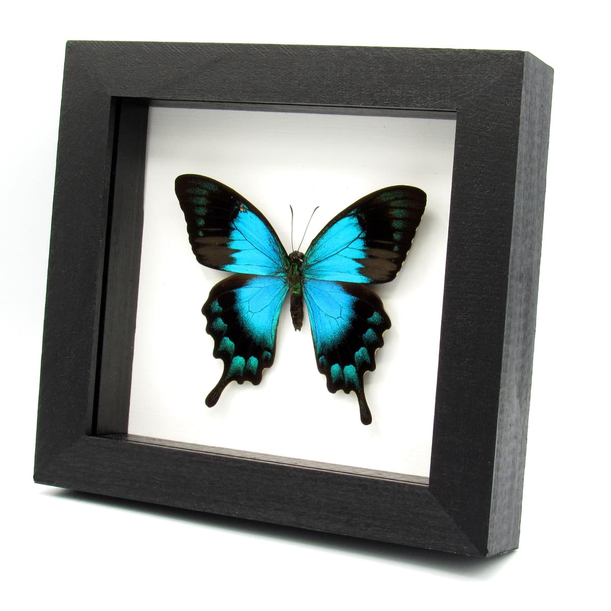 Real framed taxidermy Sea Green Swallowtail butterfly - Papilio lorquinianus