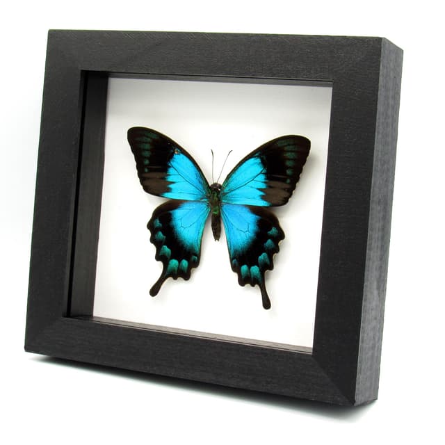 Real framed taxidermy Sea Green Swallowtail butterfly - Papilio lorquinianus