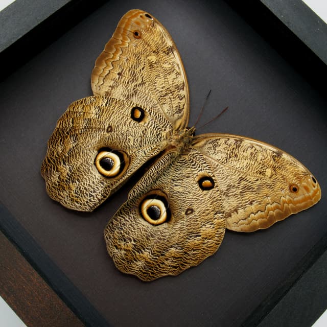 Real Giant Owl Butterfly framed taxidermy - Caligo eurilochus livius - female - 6.55 inch wingspan
