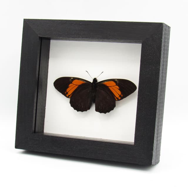 Real orange framed butterfly taxidermy - Papilio euterpinus - Victorian mount
