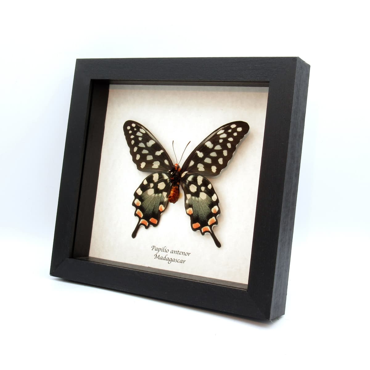 Real Giant Swallowtail butterfly framed taxidermy - Papilio antenor - XL female