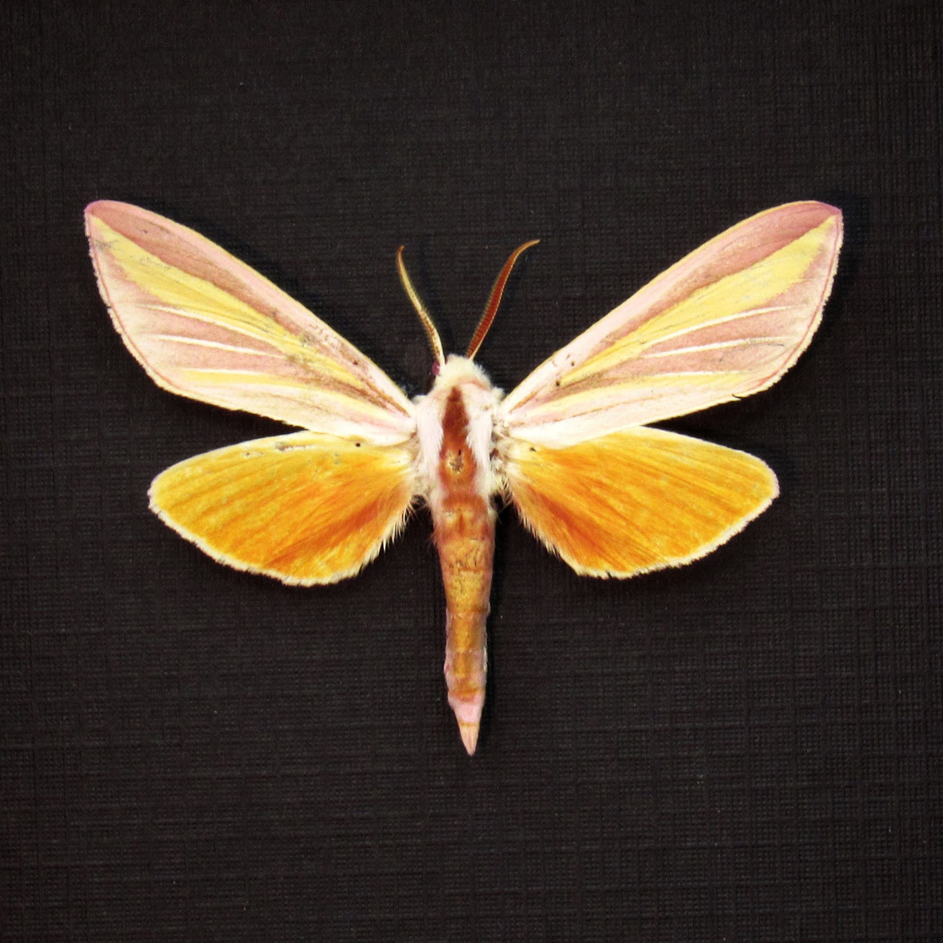 Rare pink Candy-striped Hawk moth framed taxidermy - Leucophlebia lineata