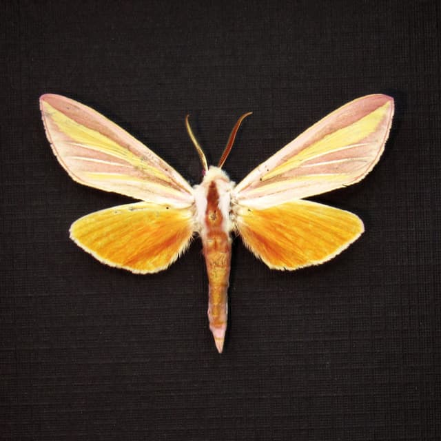 Rare pink Candy-striped Hawk moth framed taxidermy - Leucophlebia lineata
