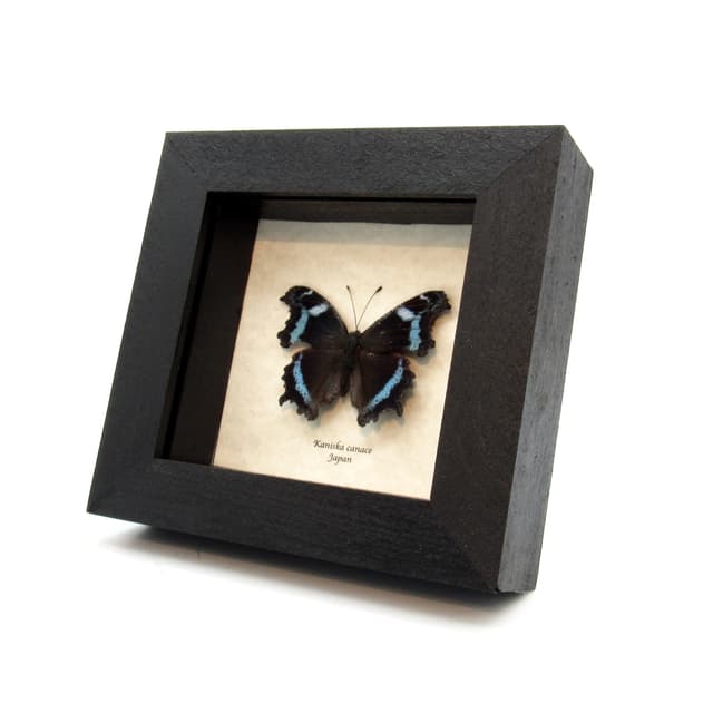 Real Blue Admiral butterfly framed taxidermy - Kaniska canace