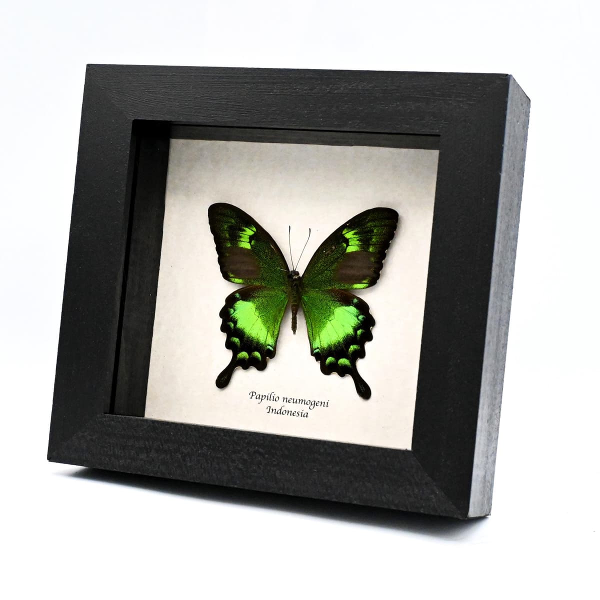 Rare green Swallowtail butterfly framed taxidermy - Papilio neumogeni