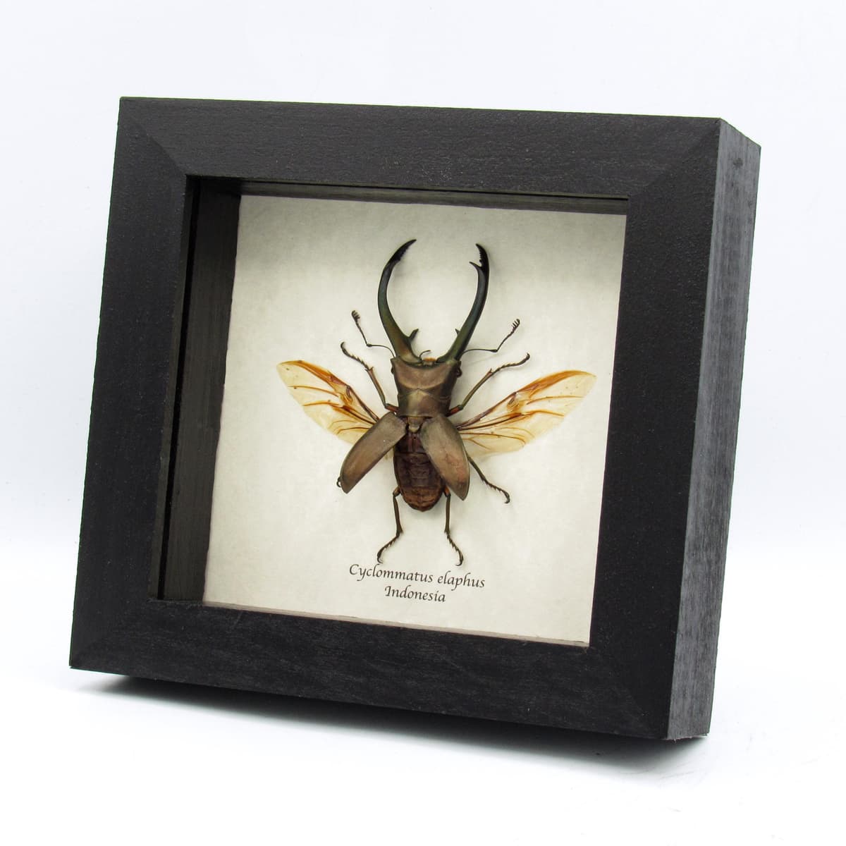 Real giant Stag beetle framed taxidermy - Cyclommatus elaphus