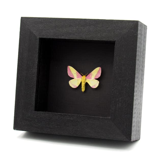 Real pink Rosy Maple moth framed taxidermy - Dryocampa rubicunda
