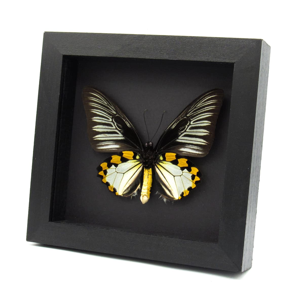Real XL Silver Birdwing butterfly framed taxidermy - Troides hypolitus