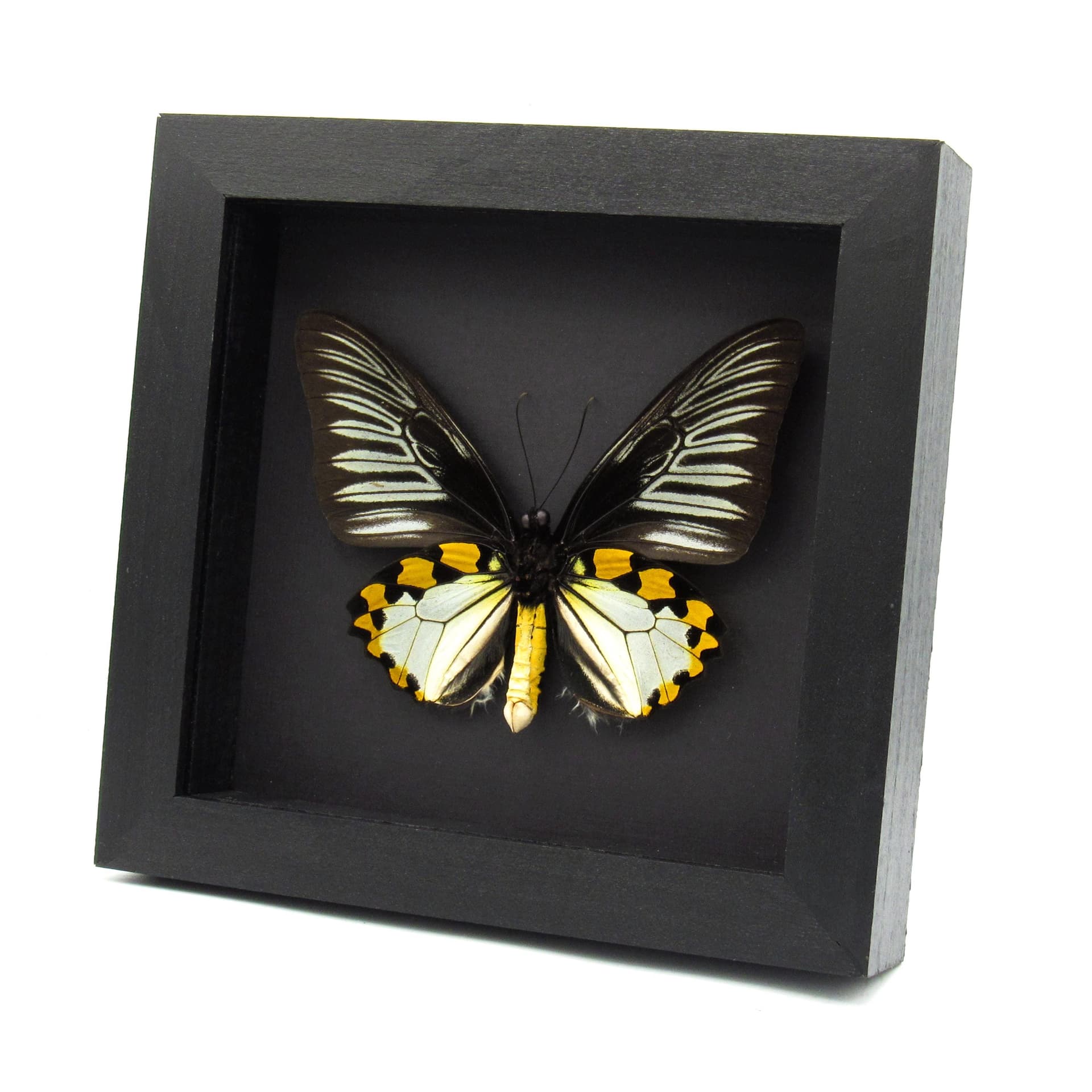 Real XL Silver Birdwing butterfly framed taxidermy - Troides hypolitus