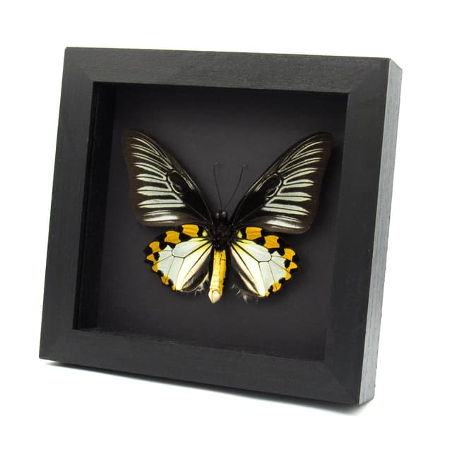 Real XL Silver Birdwing butterfly framed taxidermy - Troides hypolitus