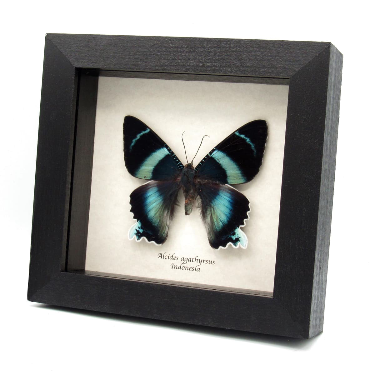 Real blue moth framed taxidermy - Alcides agathyrsus