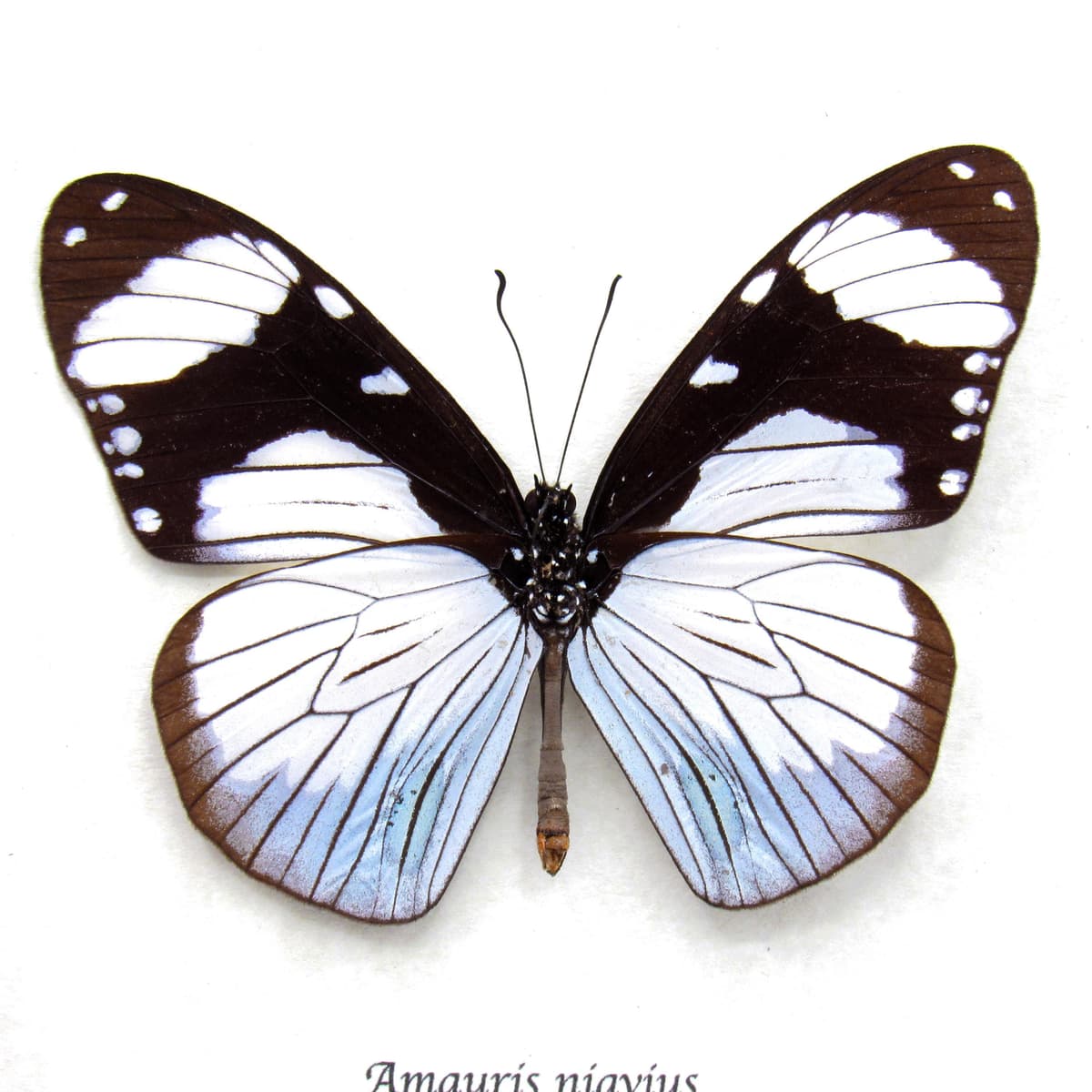 Real African Friar butterfly framed taxidermy - Amauris niavius