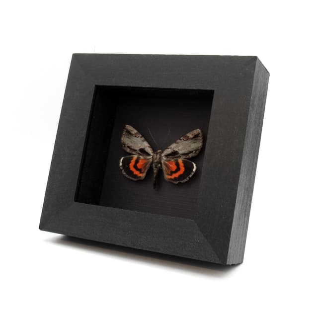 Real Red Ultronia Underwing moth framed taxidermy - Catocala ultronia