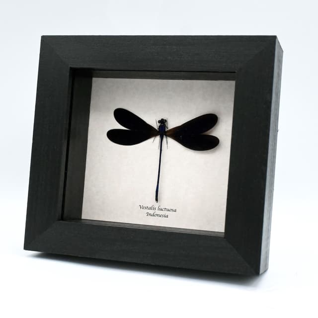 Real deep purple Dragonfly framed taxidermy - Vestalis luctuosa