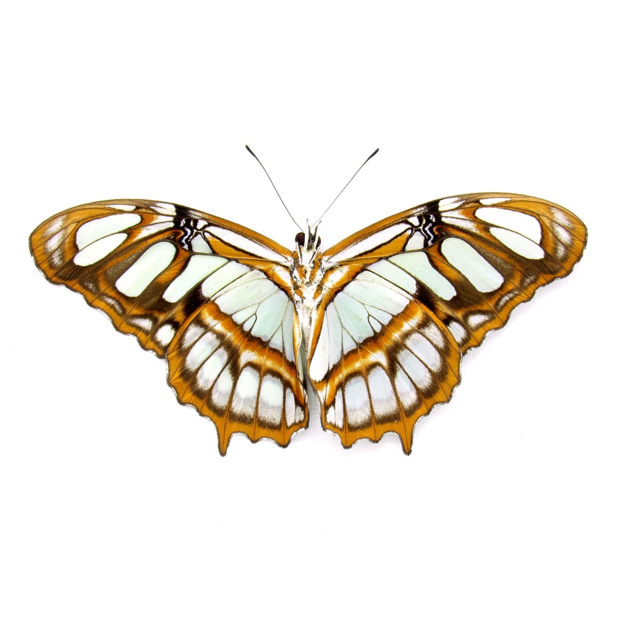 Real Green Malachite butterfly framed taxidermy - Victorina stelenes - Victorian mount