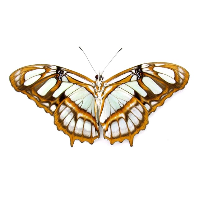 Real Green Malachite butterfly framed taxidermy - Victorina stelenes - Victorian mount
