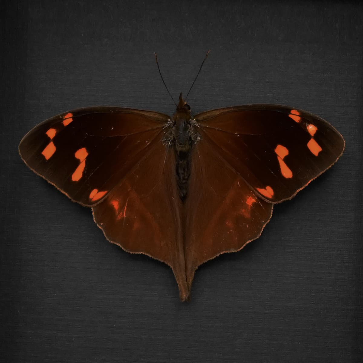 Rare red Enyo Satyr butterfly framed taxidermy - Corades enyo - Victorian mount