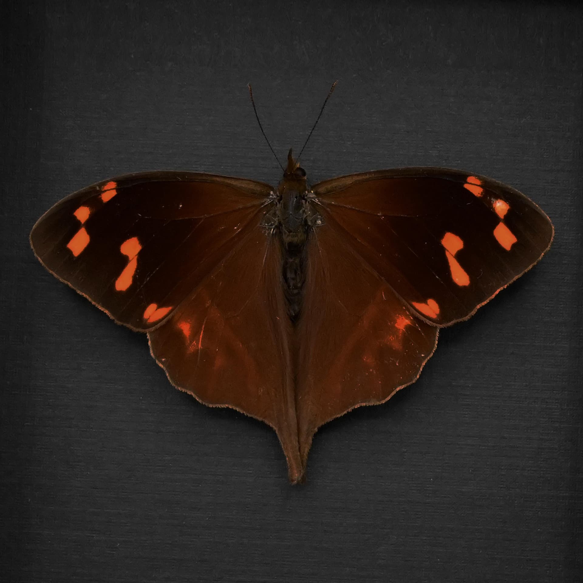 Rare red Enyo Satyr butterfly framed taxidermy - Corades enyo - Victorian mount