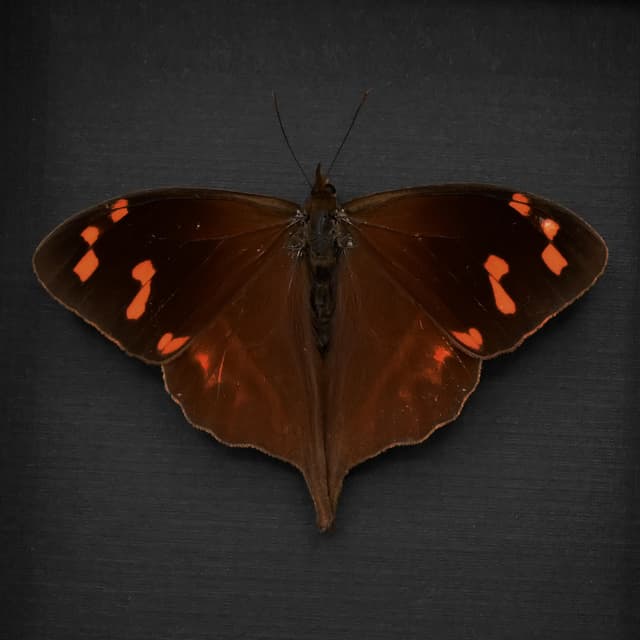 Rare red Enyo Satyr butterfly framed taxidermy - Corades enyo - Victorian mount