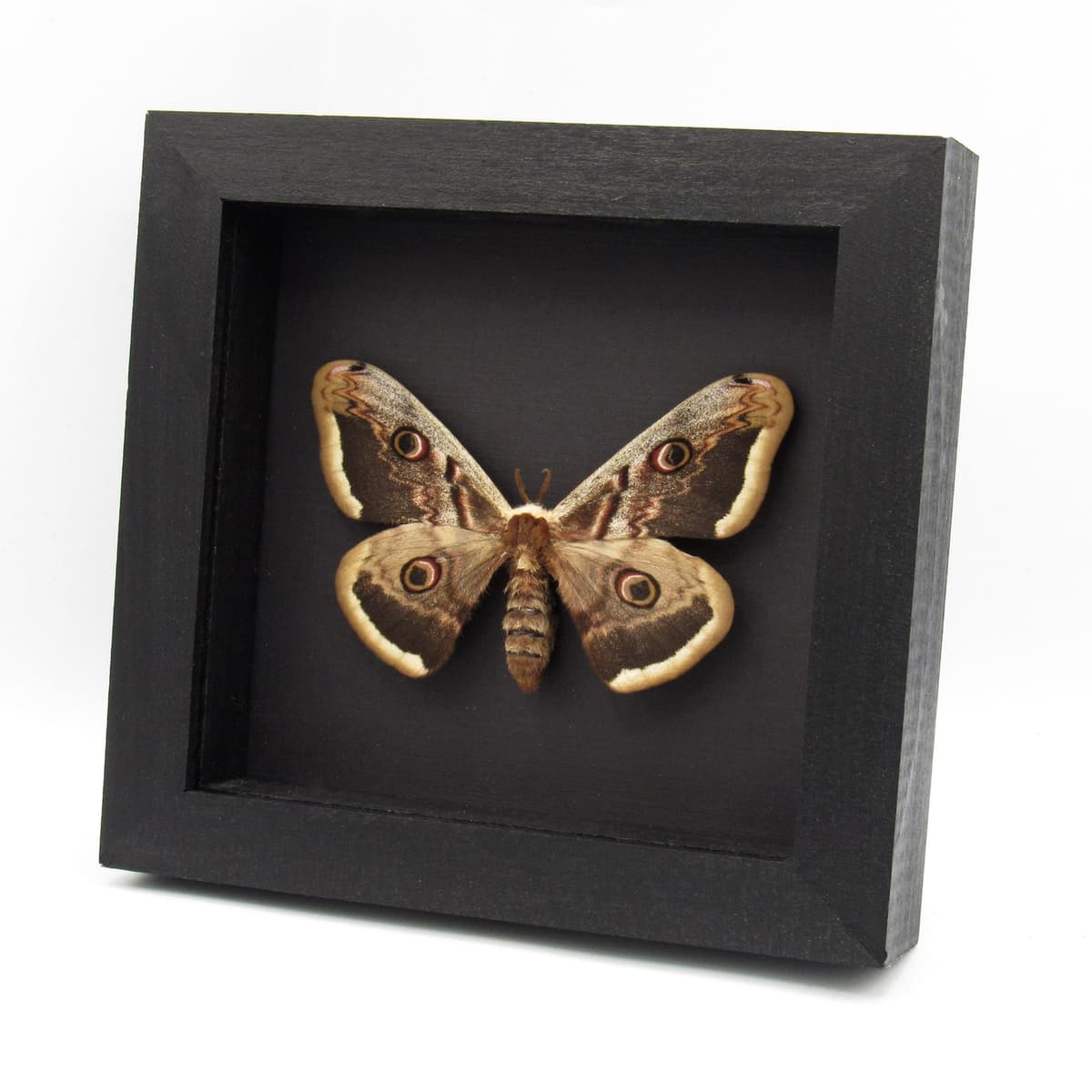 Real XL Peacock moth framed taxidermy - Saturnia pyri - female
