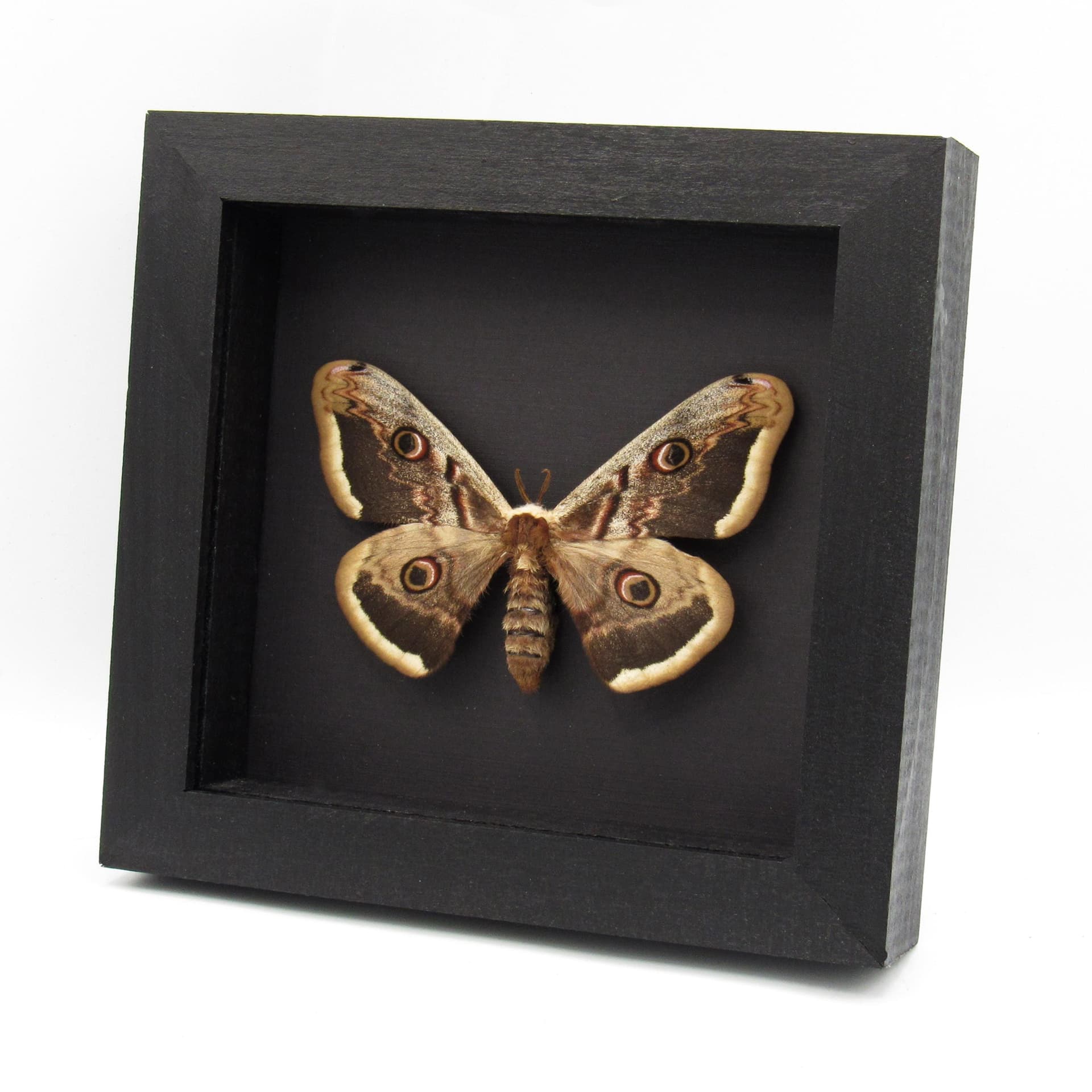 Real XL Peacock moth framed taxidermy - Saturnia pyri - female