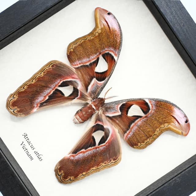 Real giant Atlas moth taxidermy - Attacus atlas - female