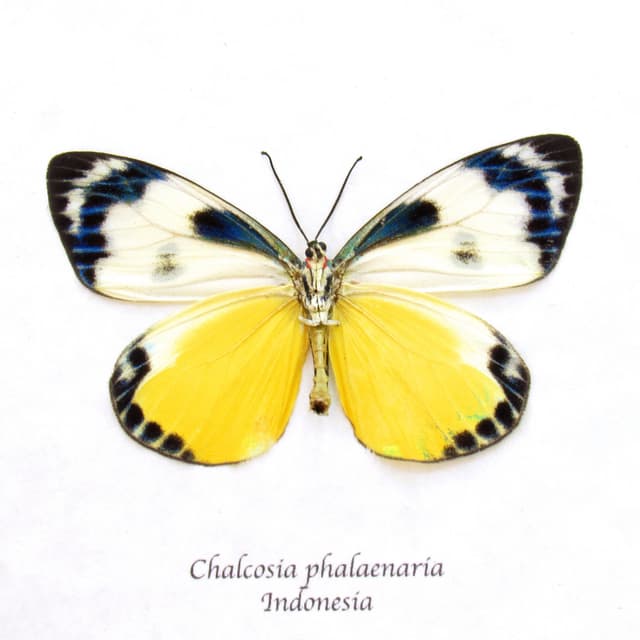 Rare yellow day flying moth framed taxidermy - Chalcosia phalaenaria