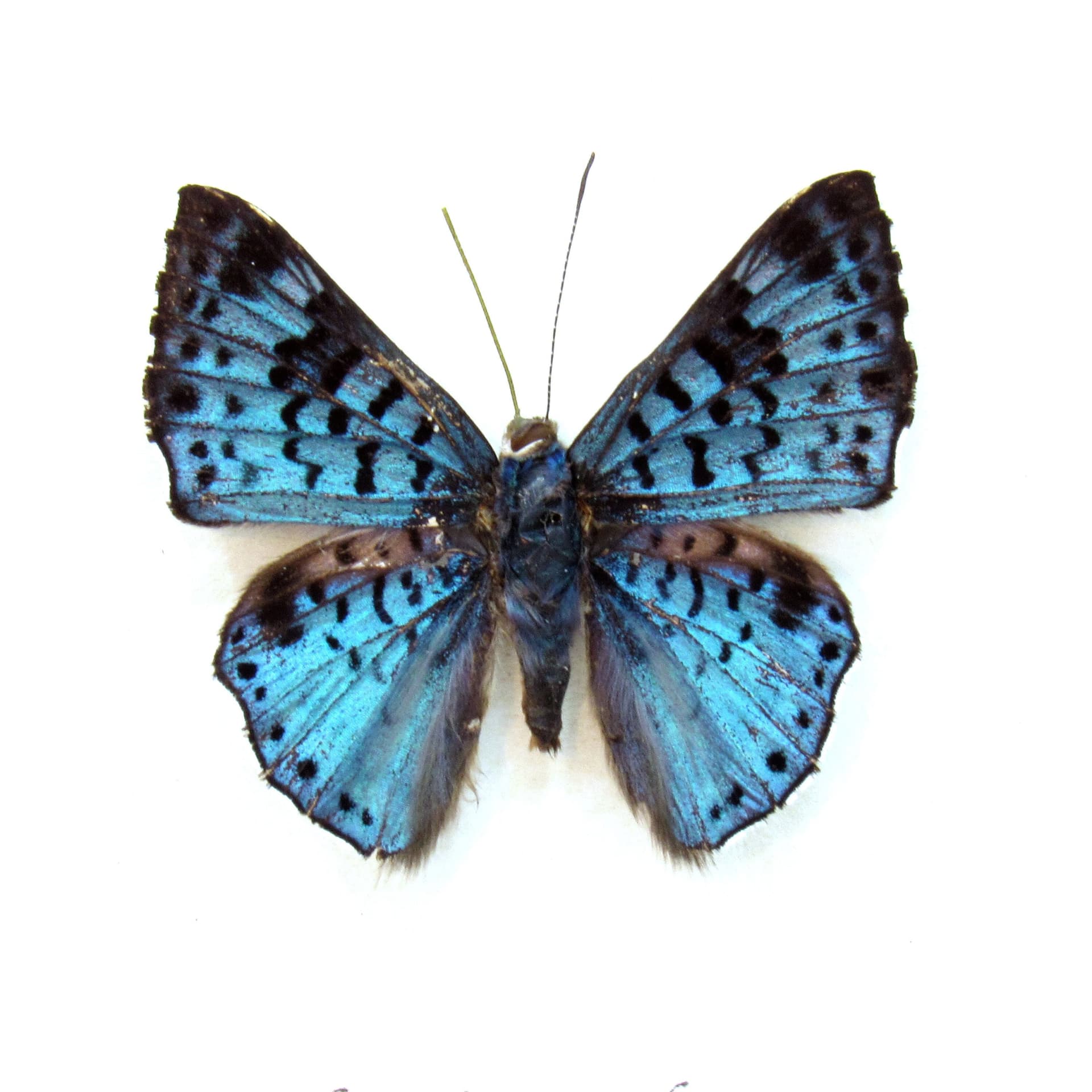 Real blue Metalmark butterfly framed taxidermy - Lasaia agesilas