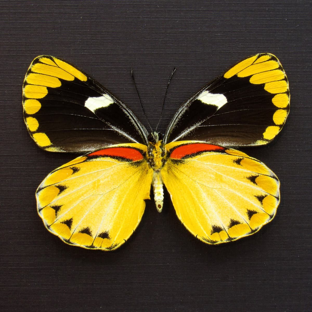 Real large yellow Delias butterfly framed taxidermy - Delias splendida - female