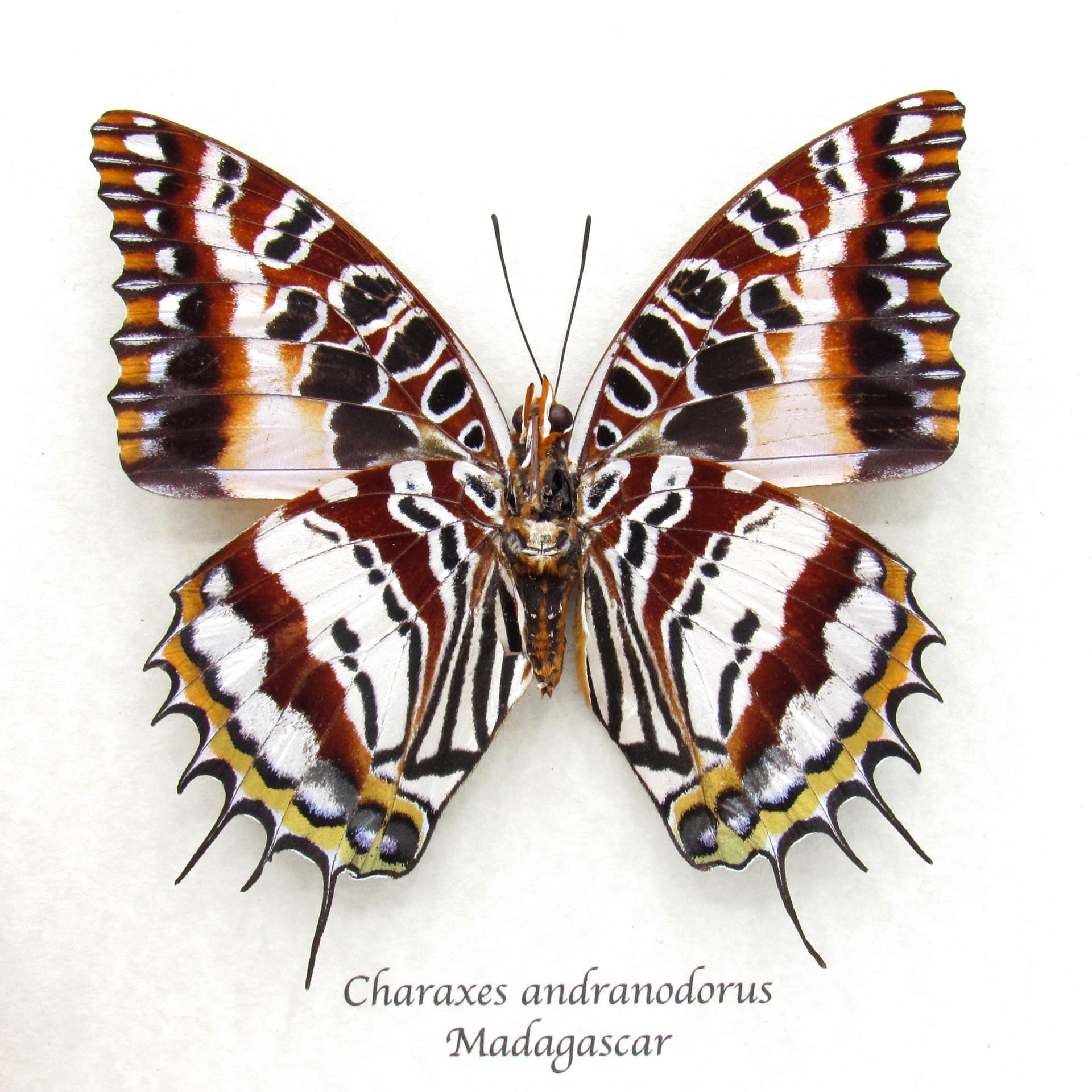 Giant rare silver Charaxes butterfly framed taxidermy - Charaxes andranodorus - female