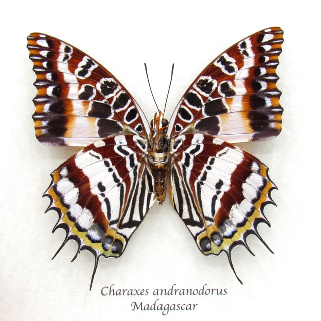 Giant rare silver Charaxes butterfly framed taxidermy - Charaxes andranodorus - female