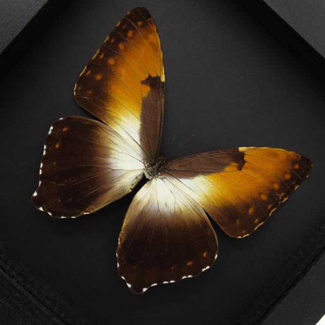 Real Sunset butterfly framed taxidermy - Morpho hecuba obidonus