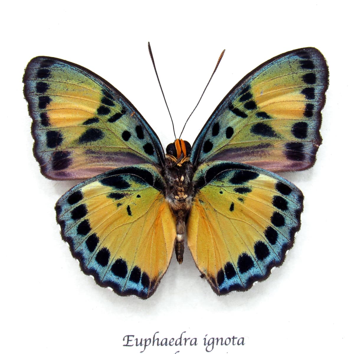 Rare Ghana Ceres Forester butterfly framed taxidermy - Euphaedra ignota