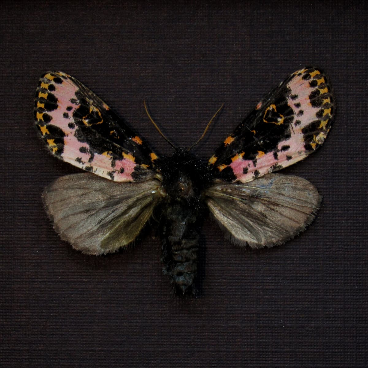 Rare pink Convict moth framed taxidermy - Xanthopastis timais