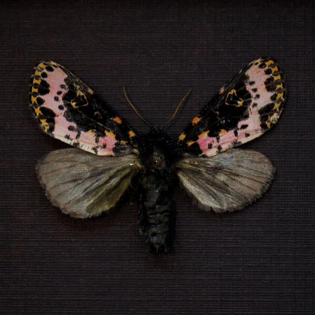Rare pink Convict moth framed taxidermy - Xanthopastis timais