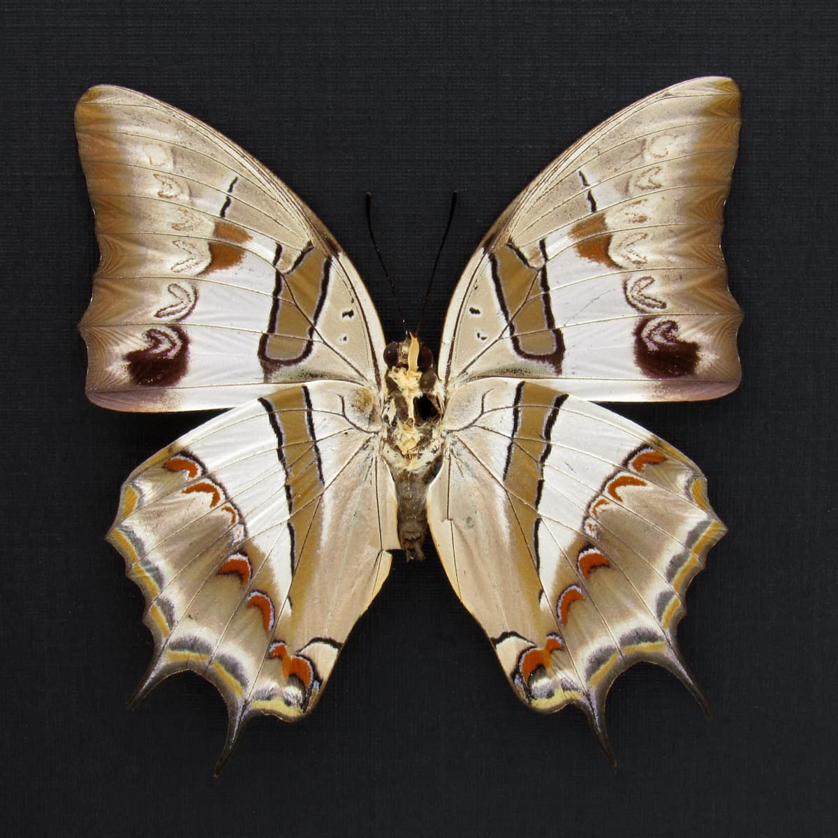 Real pearlescent Nawab butterfly framed taxidermy - Polyura schreiber - large female