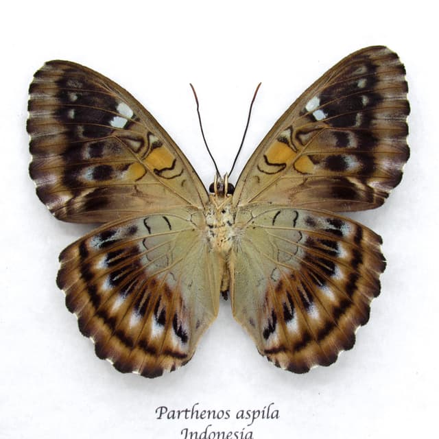 Real Guinea Clipper butterfly framed taxidermy - Parthenos aspila