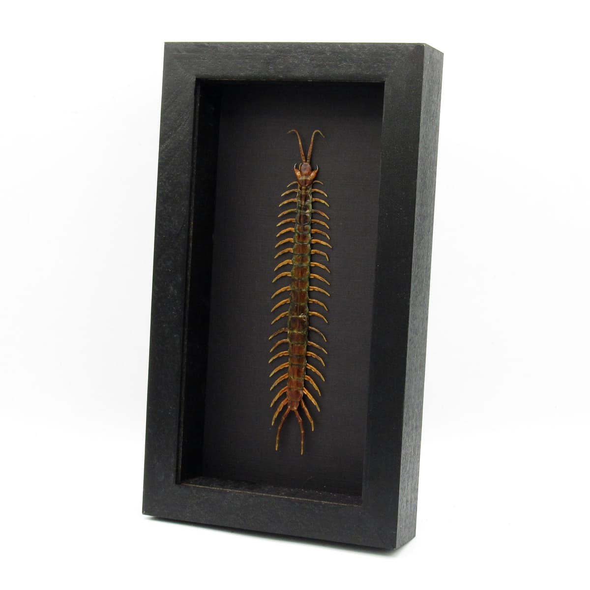 Real Giant Tanzanian Blue Ringleg Centipede framed taxidermy - Scolopendra morsitans